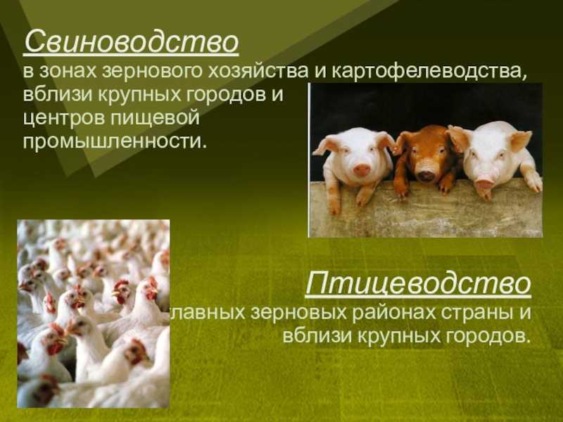 Генетика made in russia. ввоз чистопородных племенных свиней за пять лет сократился в 3,7 раза