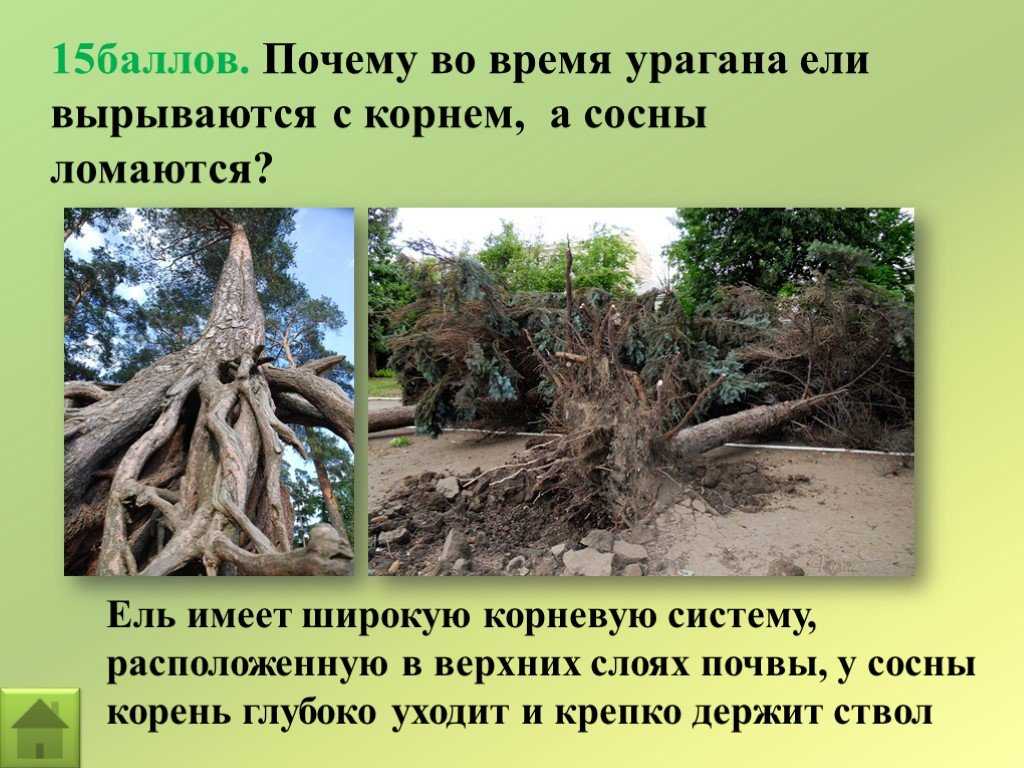 Как растут корни у березы – какая корневая система у березы: схема
