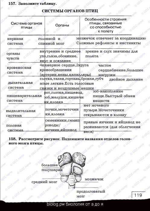 Птицы | зоология | биология