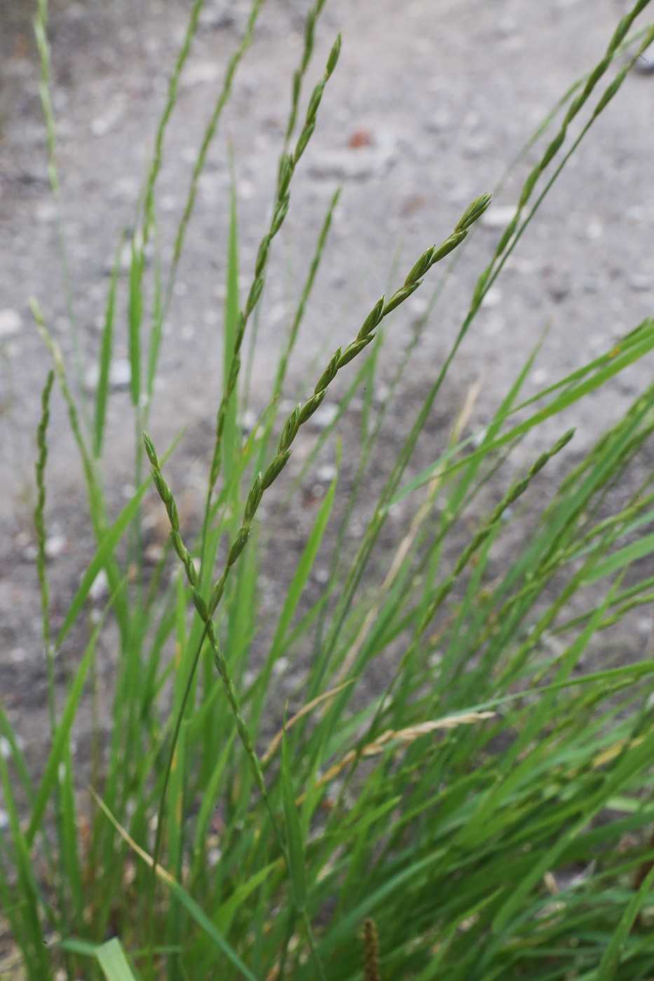 Пырейник сибирский - elymus sibiricus - описание таксона - плантариум