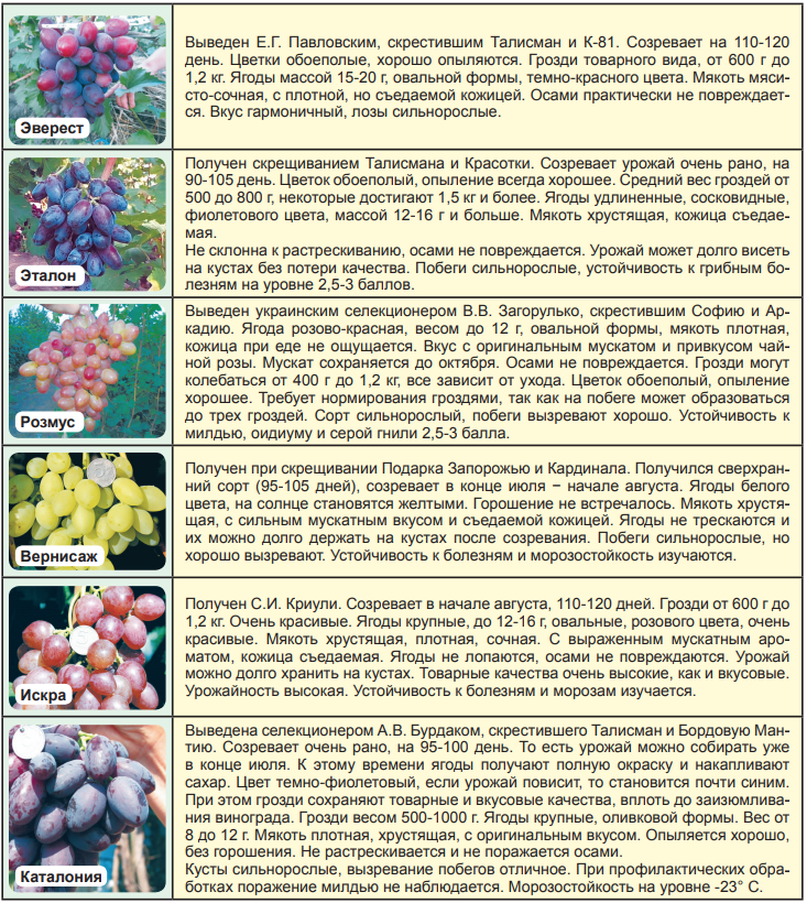 Вегетативная гибридизация