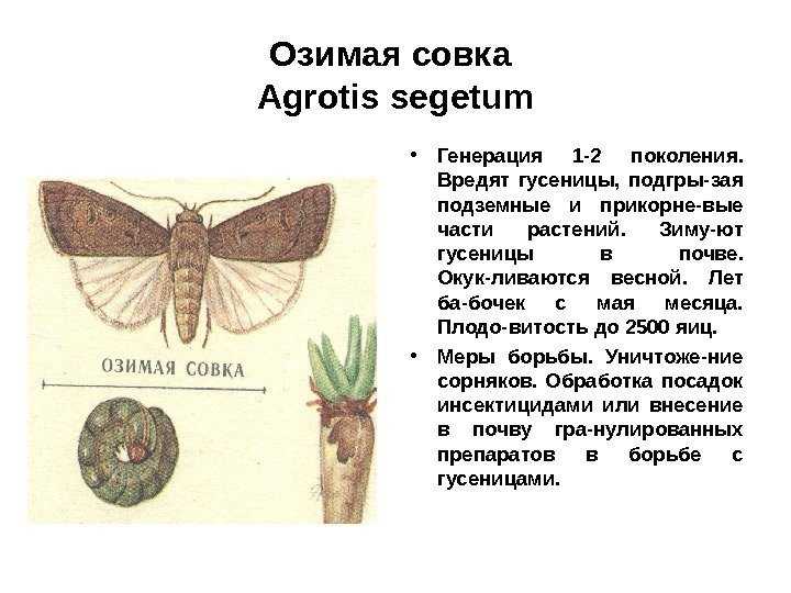Борьба с картофельной и капустной совкой или огородной