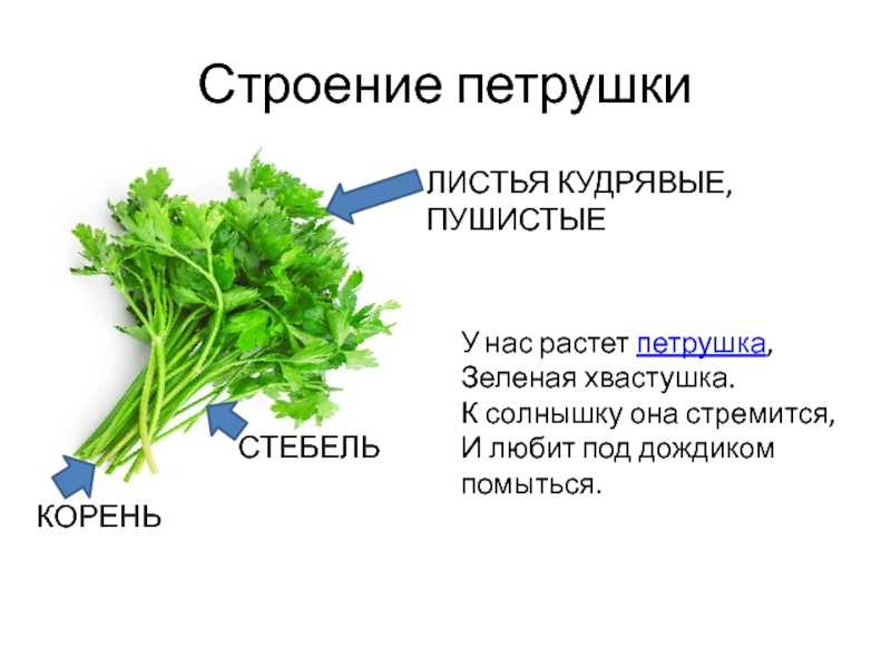 Популярные сорта петрушки