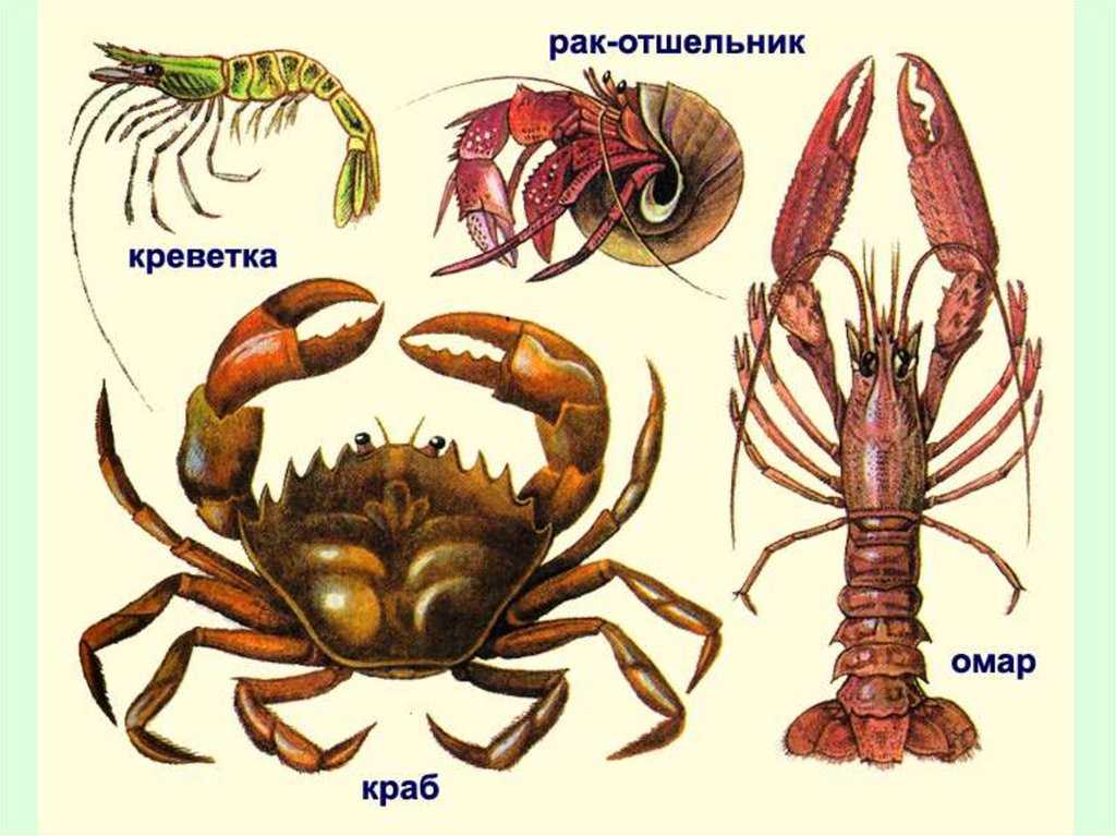 Речной рак