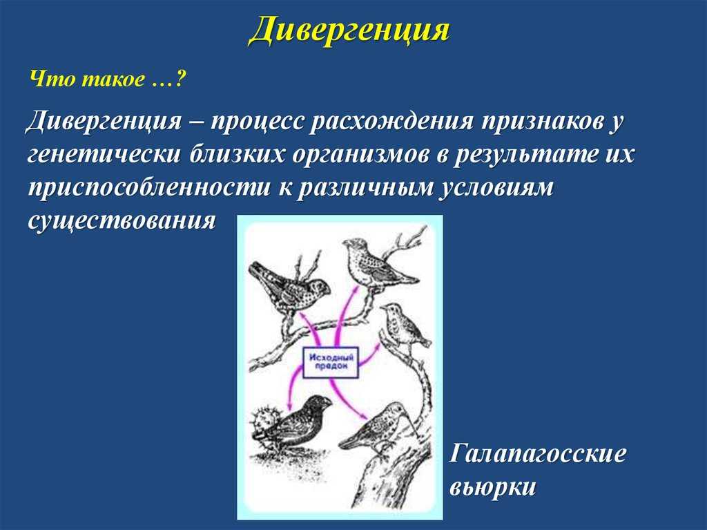 Дивергентная эволюция: причины и примеры