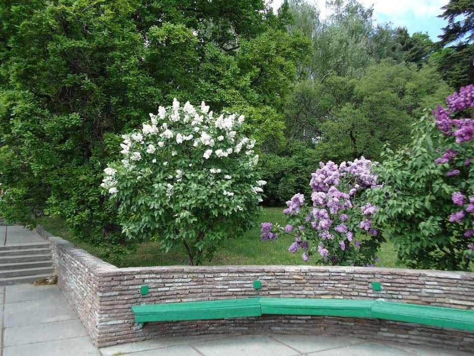 Плодово-ягодные культуры в оформлении сада — floraprice.ru