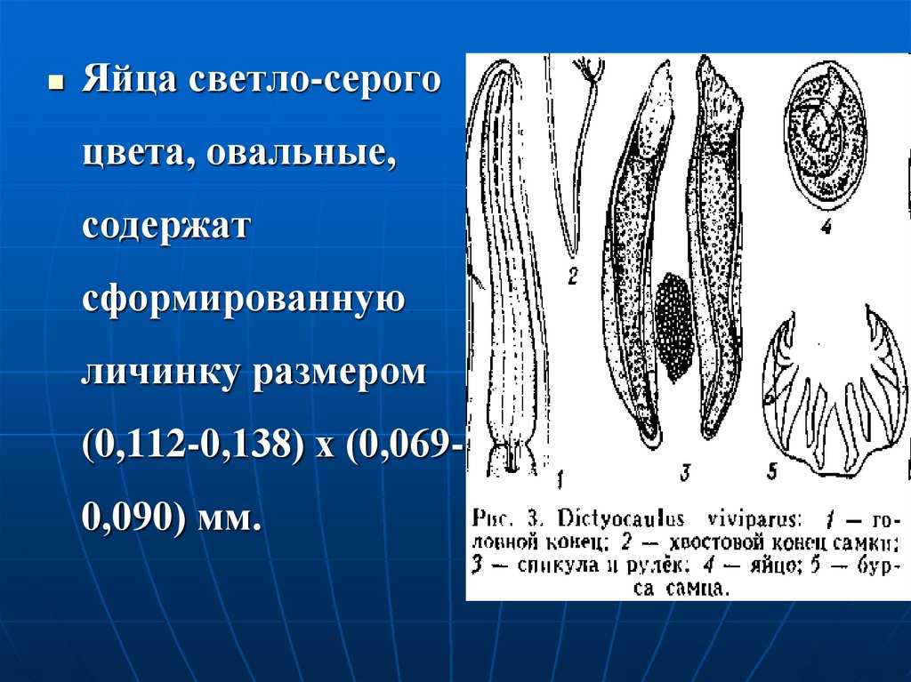 Конный магазин - хвост и грива - конная амуниция и одежда для верховой езды