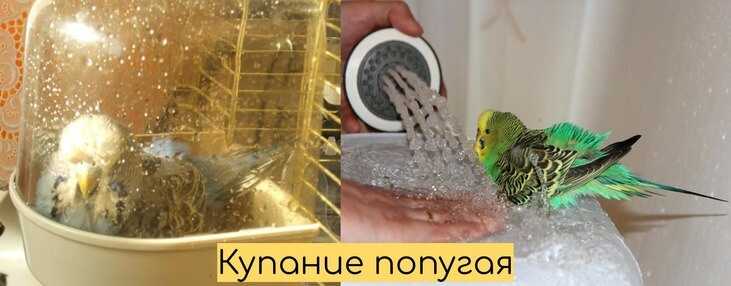 Линька у волнистых попугаев, как понять, что попугай линяет