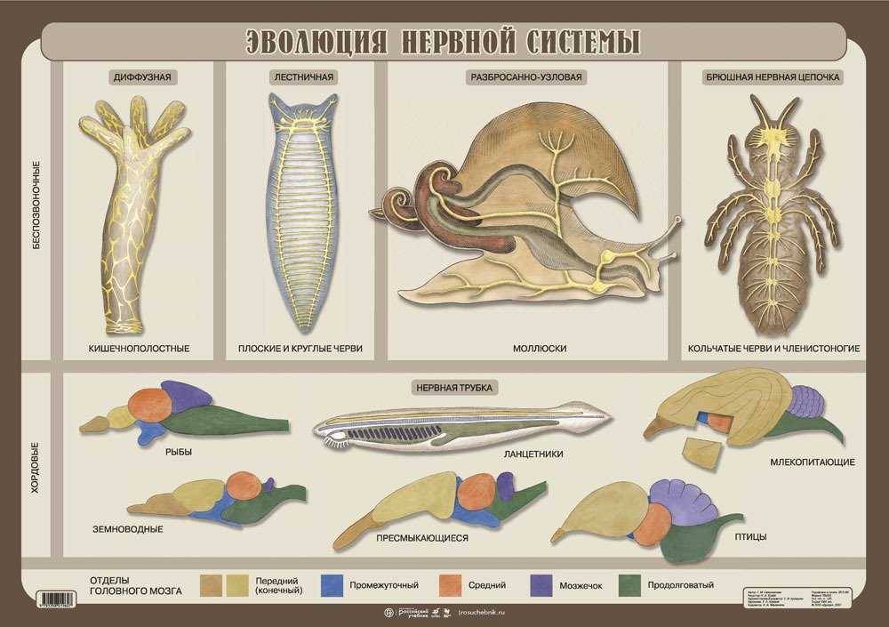 Эволюция систем органов хордовых. лекция 1