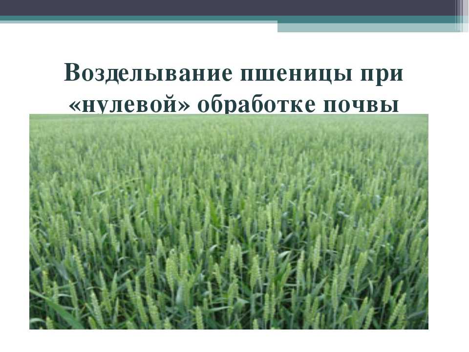Ведущий район россии по выращиванию пшеницы: какой район занимает первое место?