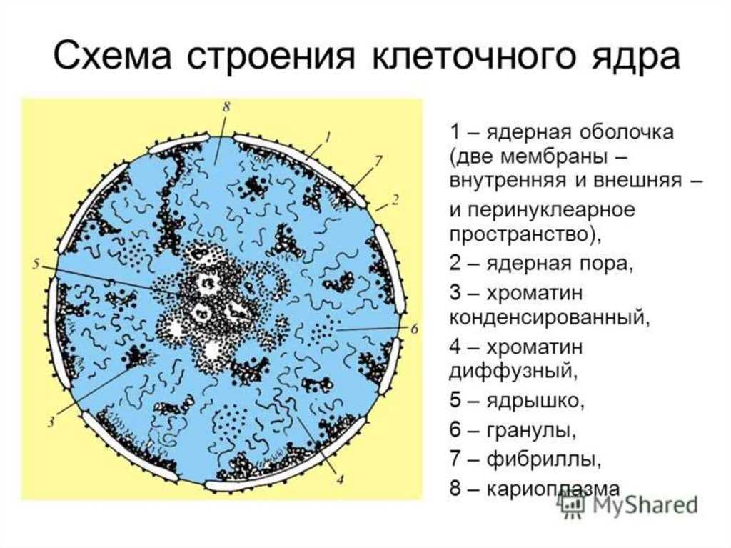Строение и функции ядра