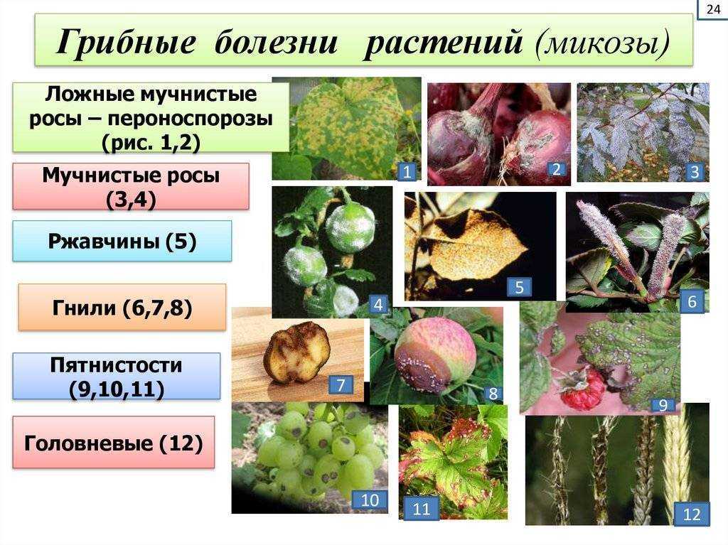 Экологическая микробиология - м. и. чернявская - 2016
