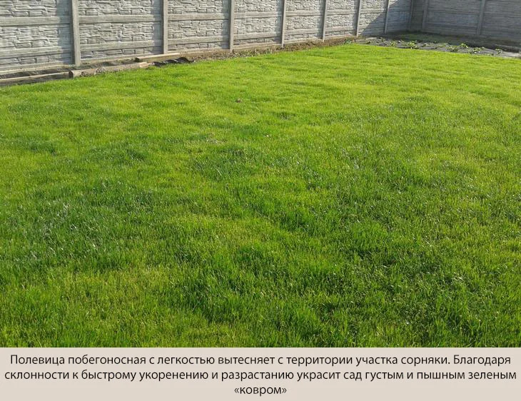 Как вырастить газон из полевицы побегоносной: советы экспертов