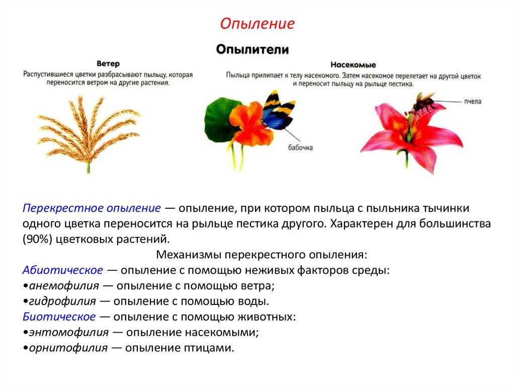 Тест по биологии генеративное (семенное) размножение растений. опыление 6 класс