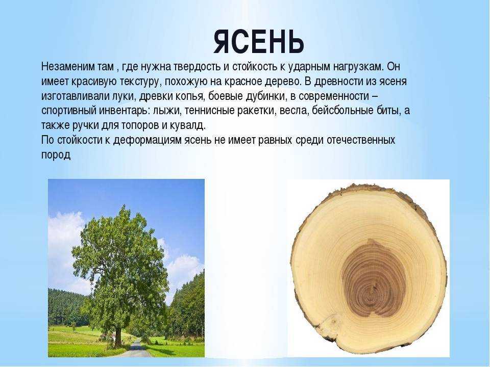 Бук (fagus sylvatica)