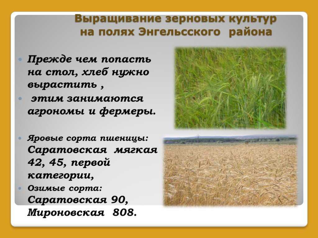 Виды зерновых культур. строение зерна презентация, доклад, проект на тему