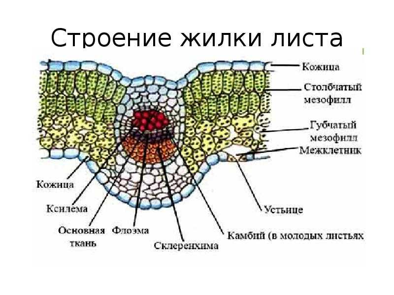 Презентация на тему: "тема: «проводящие ткани. понятие о сосудисто- волокнистых пучках. типы проводящих пучков» презентация по лекции 7 подготовила: колесник м. р. студентка.". скачать бесплатно и без регистрации.