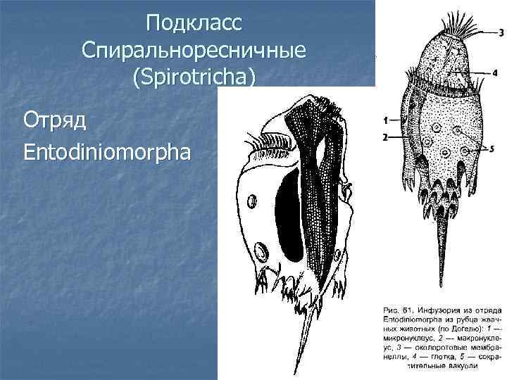 Пищеварение в рубце