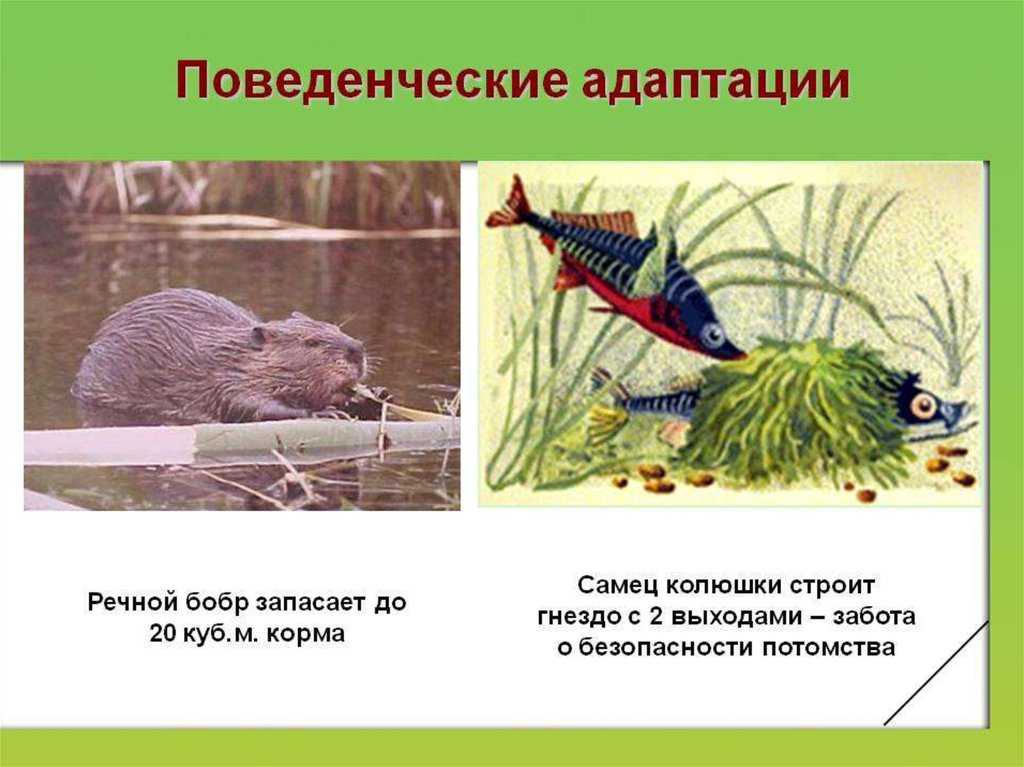 Презентация на тему "адаптации организмов к окружающей среде"
