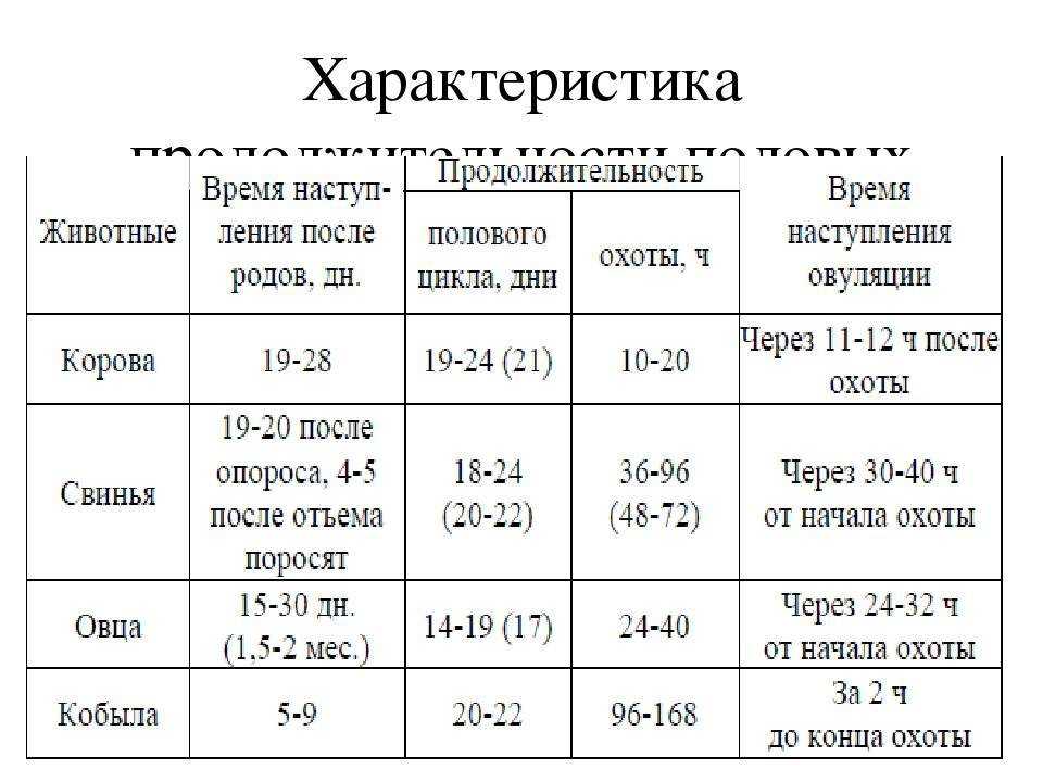 Половой цикл животных реферат