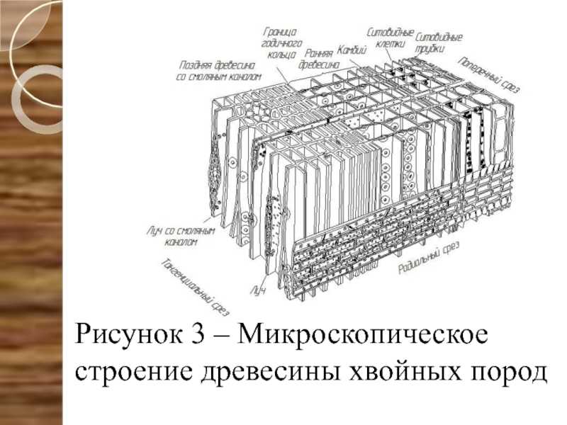 Значение древесины, состав, свойства, особенности и строение. древесина
