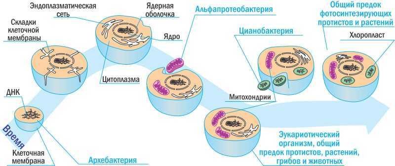 Клетки — чудо архитектуры  - origins.org.ua