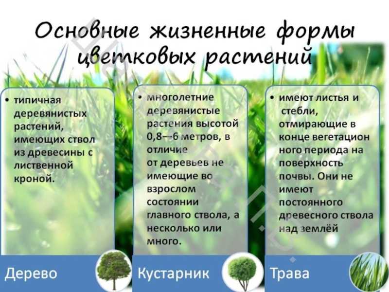 Жизненные  формы растений: какие бывают виды, характеристики, примеры
