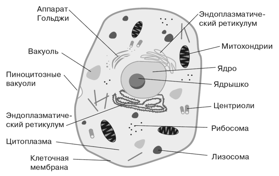 Микротрубочка