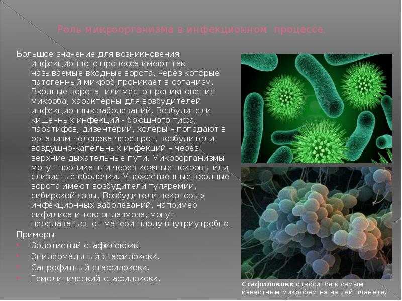 Вирусные заболевания растений
