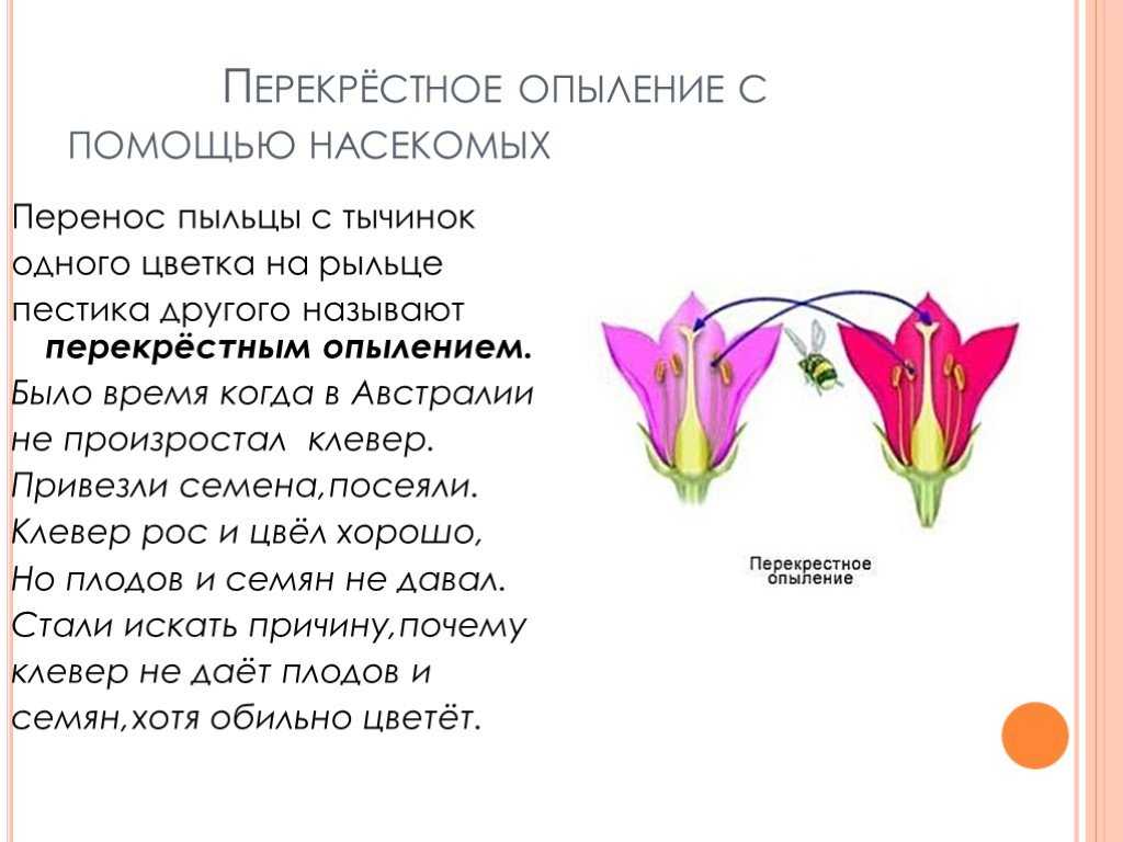 3 закона менделя и опыты гороха