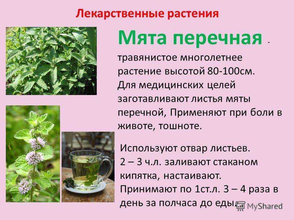 Вахта трехлистная | травник