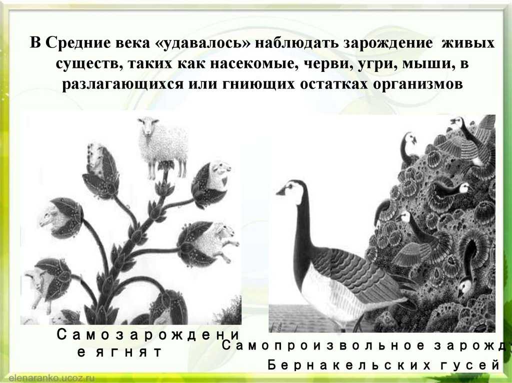 Что такое самозарождение в биологии: важные факты и примеры
