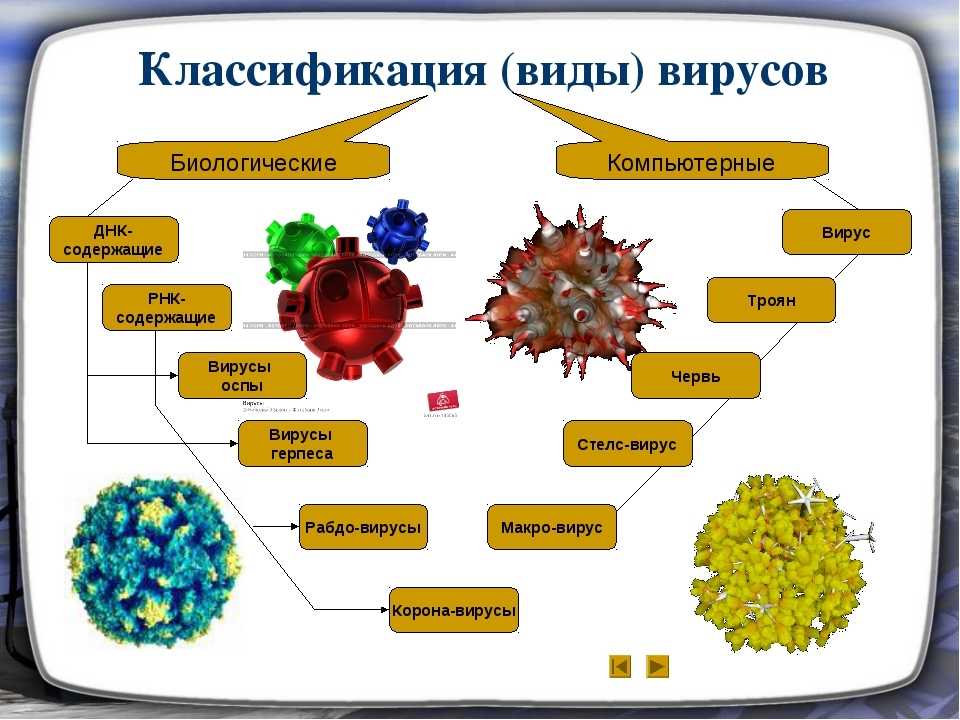 Принципы классификации вирусов.