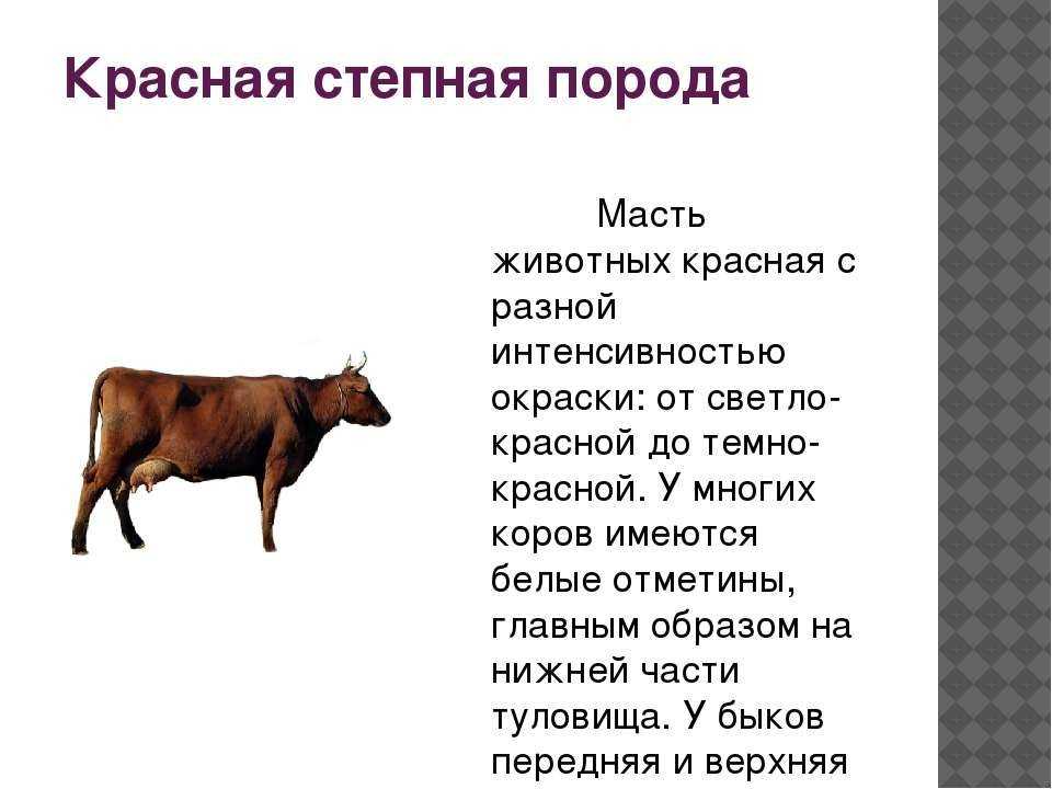 Масти лошадей: белая, серая, гнедая, соловая и другие