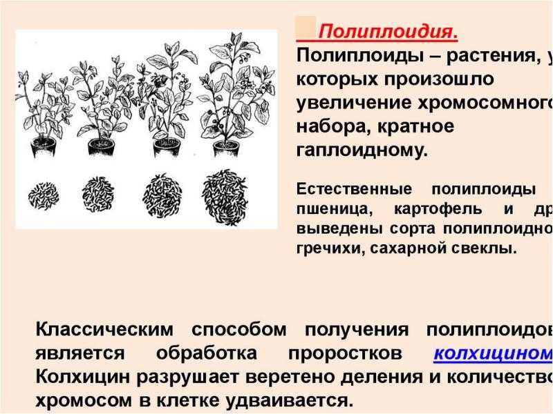Полиплоидия и получение полиплоидов . реферат. биология. 2008-12-09