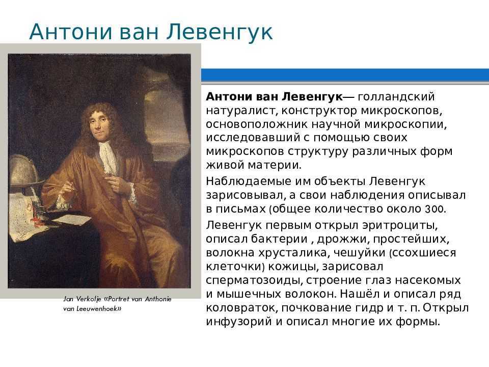 Антони ван левенгук: биография, вклад в биологию, открытие микроскопа
