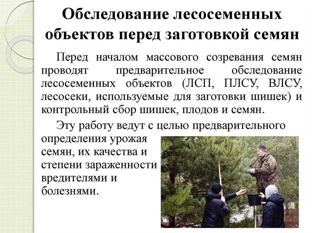 Лесосеменные плантации