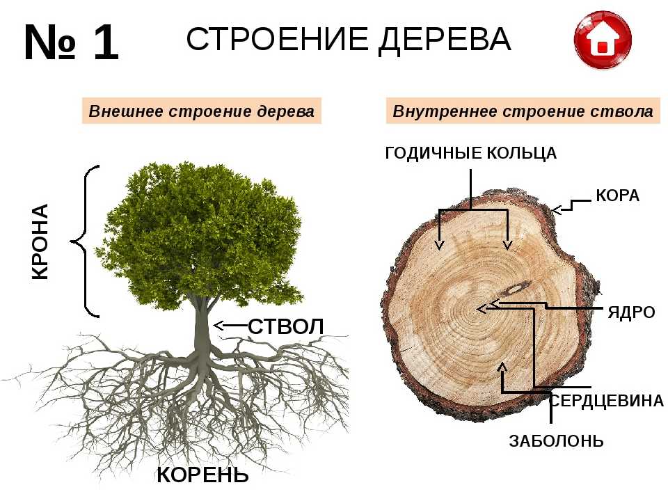 Строение дерева. от клеток до корней
