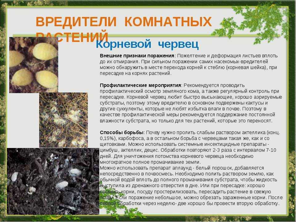 Самые опасные инфекционные болезни садово-огородных культур