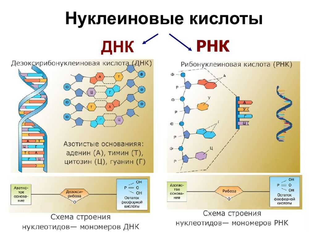 Нуклеиновые кислоты – строение, виды структуры (химия, 10 класс)