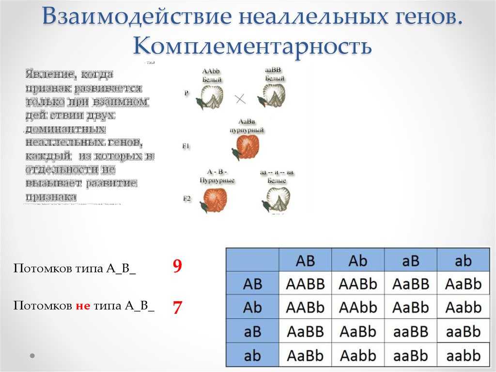 Взаимодействие генов – типы (комплементарное, полимерное, эпистатическое, плейотропное)