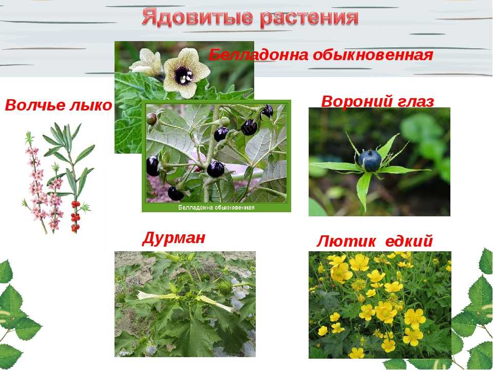 Клещи — растительноядные садовые вредители