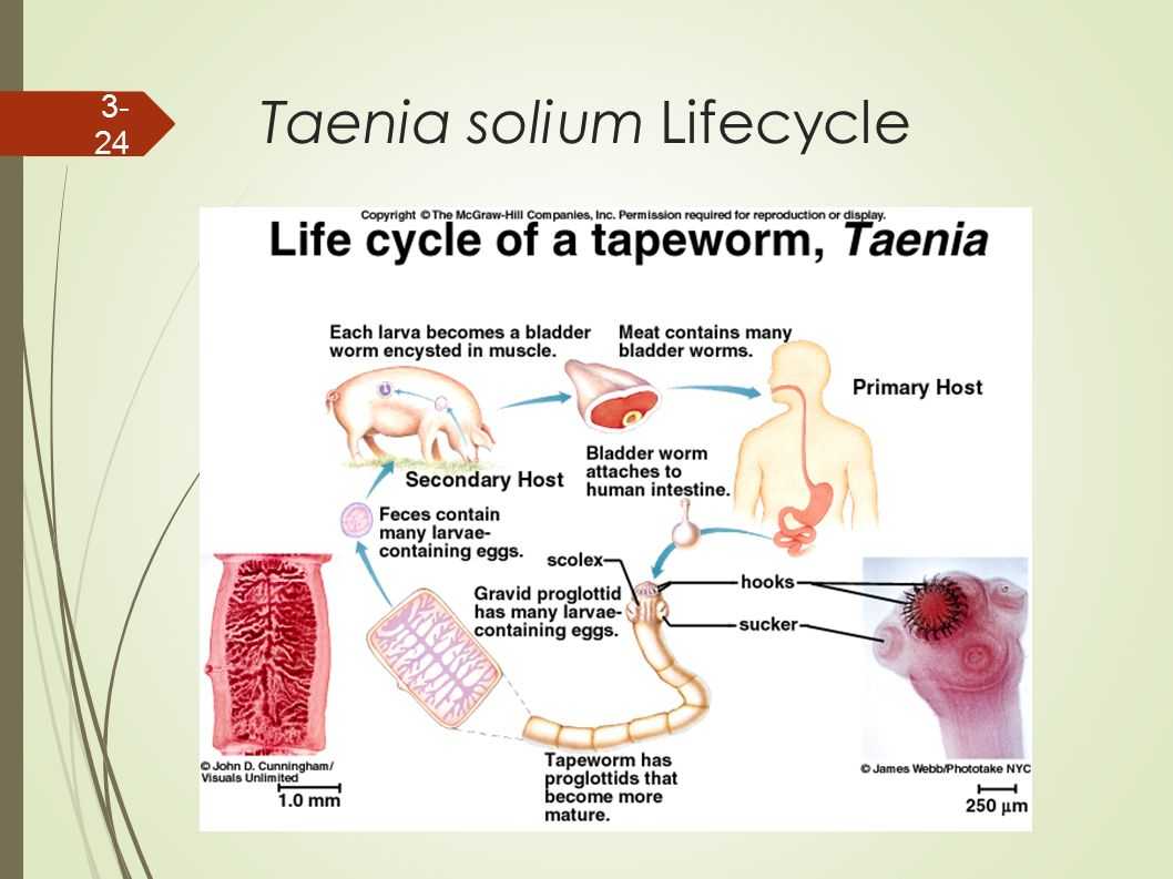 Taenia pisiformis у человека