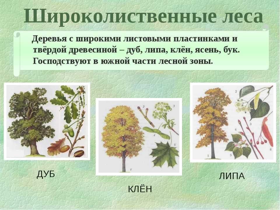 Леса россии — хвойные, смешанные, широколиственные и мелколиственные