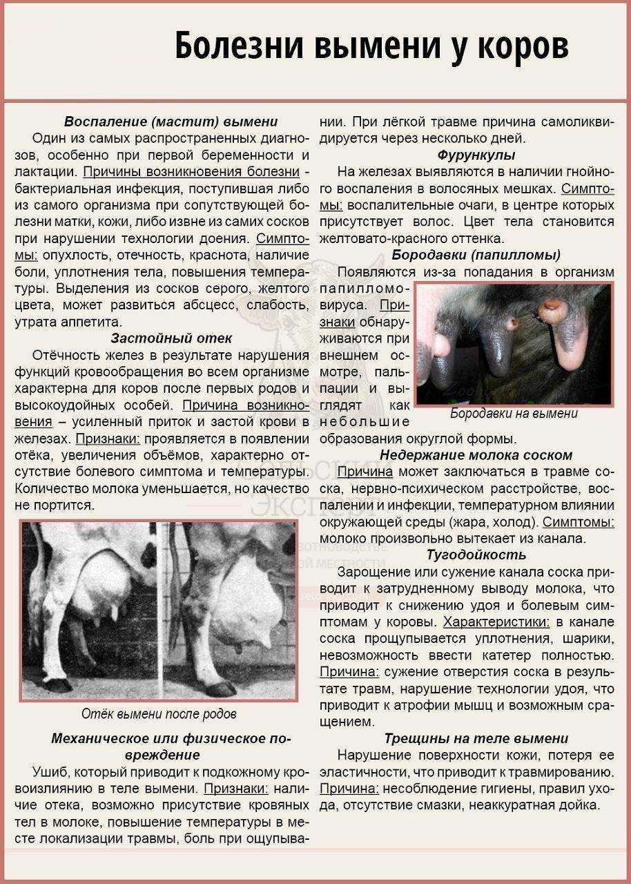 Мастит у коров — агроxxi
