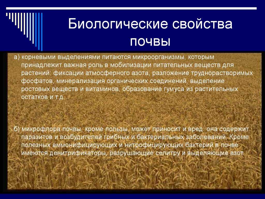Что такое почва: состав и свойства