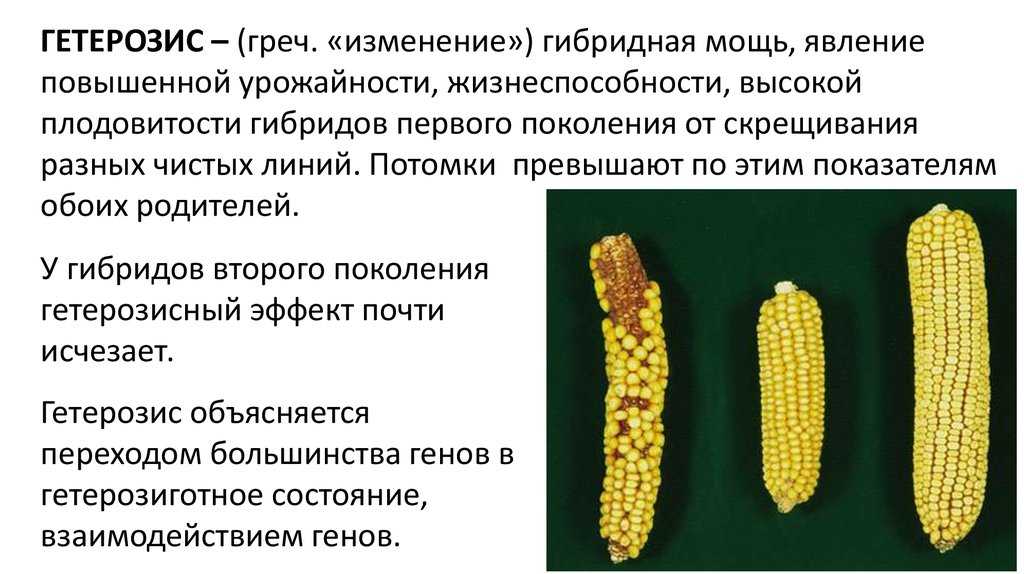 Что такое гетерозис простыми словами