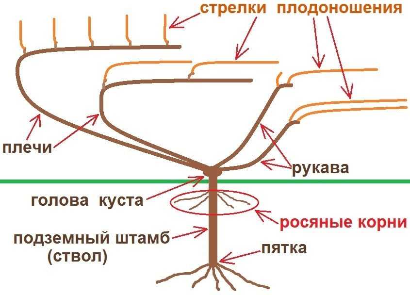 Формирование тканей стебля вторичного строения. классификация по поперечному сечению стебля