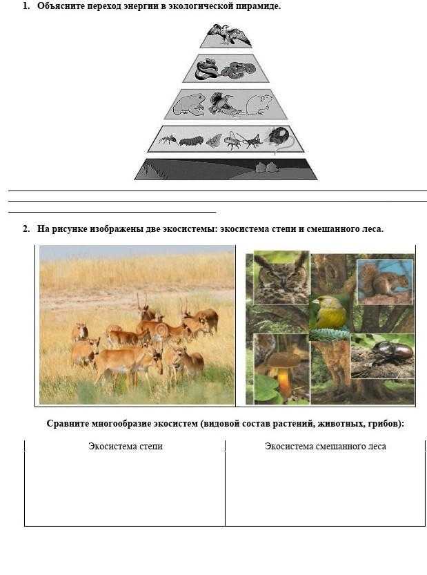 Проект «экосистема — изучение проблем экологии и методов их решения»