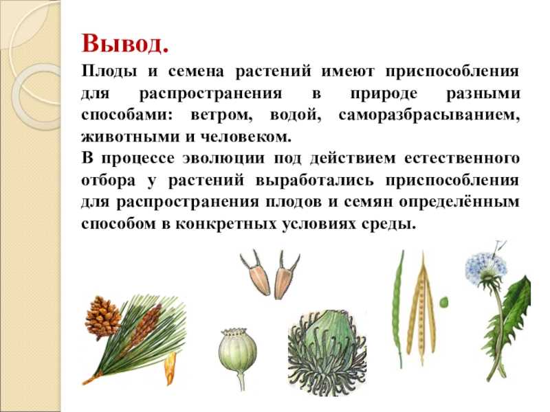Строение и классификация плодов